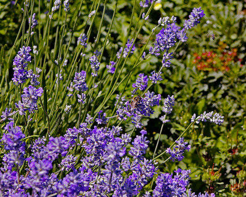 flowers flower nature garden purple bees lavender bee lavendar