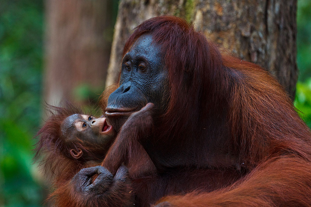 Female Orangutan with baby - Tanjung Puting National Park