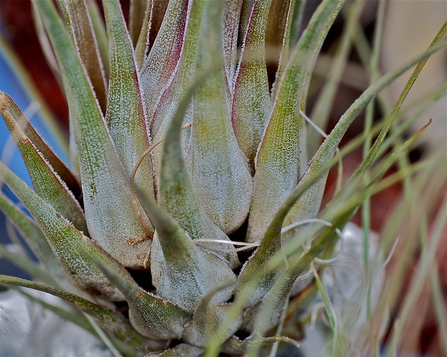 Tillandsia paucifolia hybrid