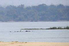 Zambezi elephant swim sequence #3