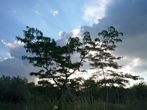 trees silhouette sunrise pond flora idaho nampa wilsonsprings wilsonponds trophypond