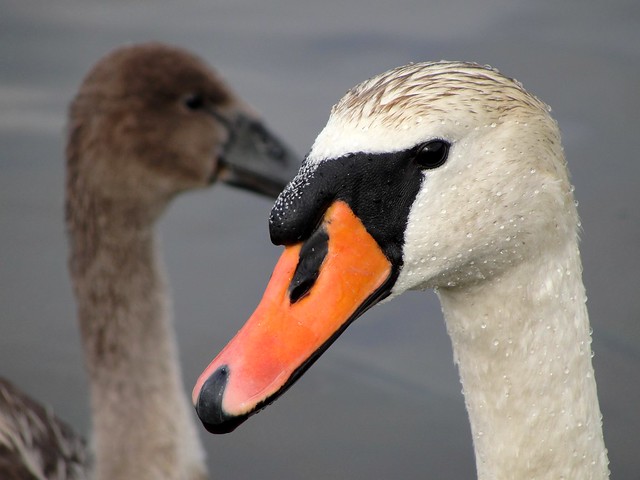Norwegian swans
