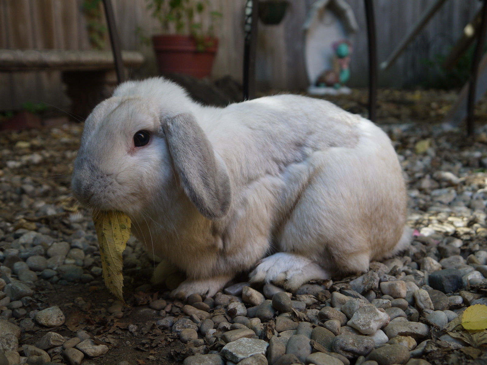 Patrick Swayze the Bunny Eats a Leaf