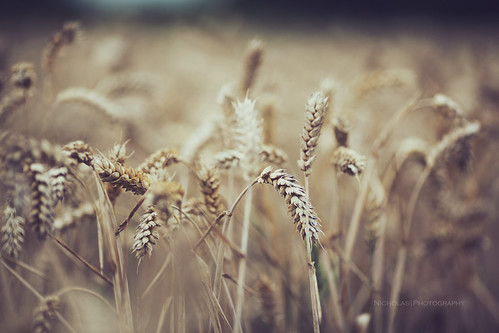 wheat by In Memory Lane~