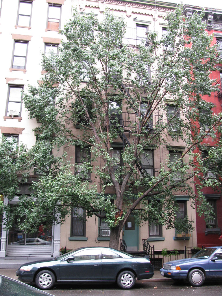 9th Street Tree
