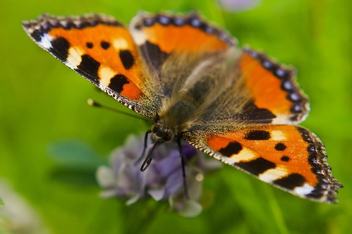 macro nature fauna butterfly insect flora papillon wildflower farfalla schmetterling anawesomeshot wildblüte pentaxkr lens10 pentax50mmm
