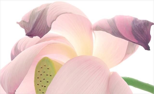 Lotus Flower petal / petals - IMG_6156-1250