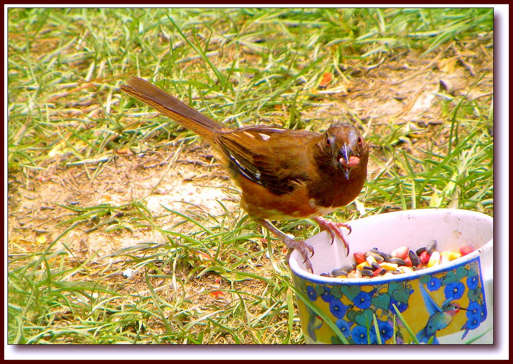 Female Rufous Sided Towhee Ive Been Trying For Ages To Ge Flickr