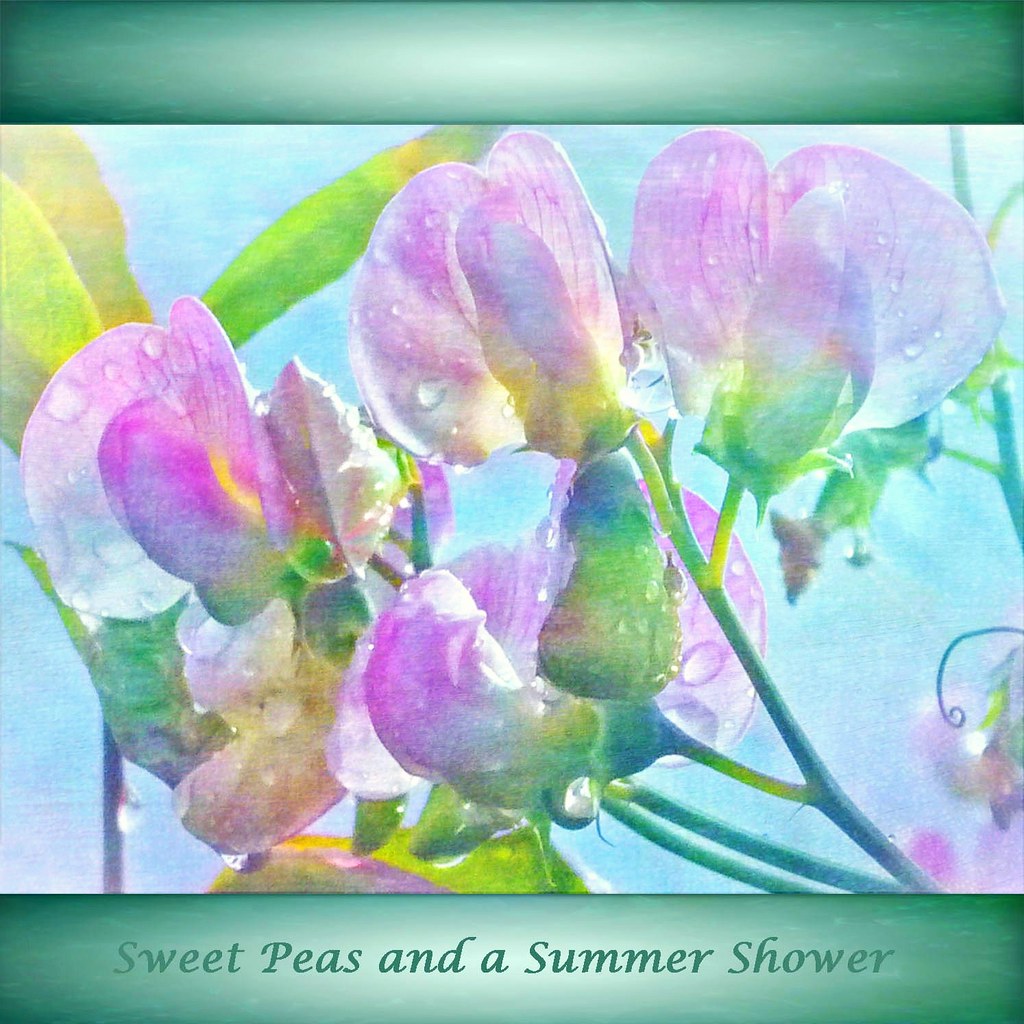 Sweet Peas and a Summer Shower by virtually_supine