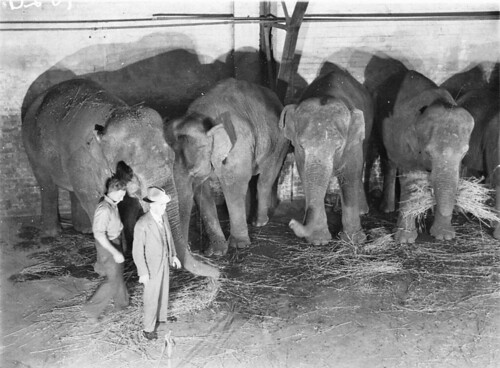 Wirths' Circus elephants, Royal Easter Show, Sydney, before 1940 / photographer Sam Hood | by State Library of NSW
