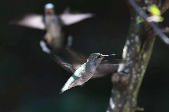 Hummingbird - 2