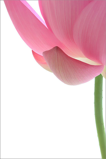 Lotus Flower - Buzz Filter - IMGB4663-1000