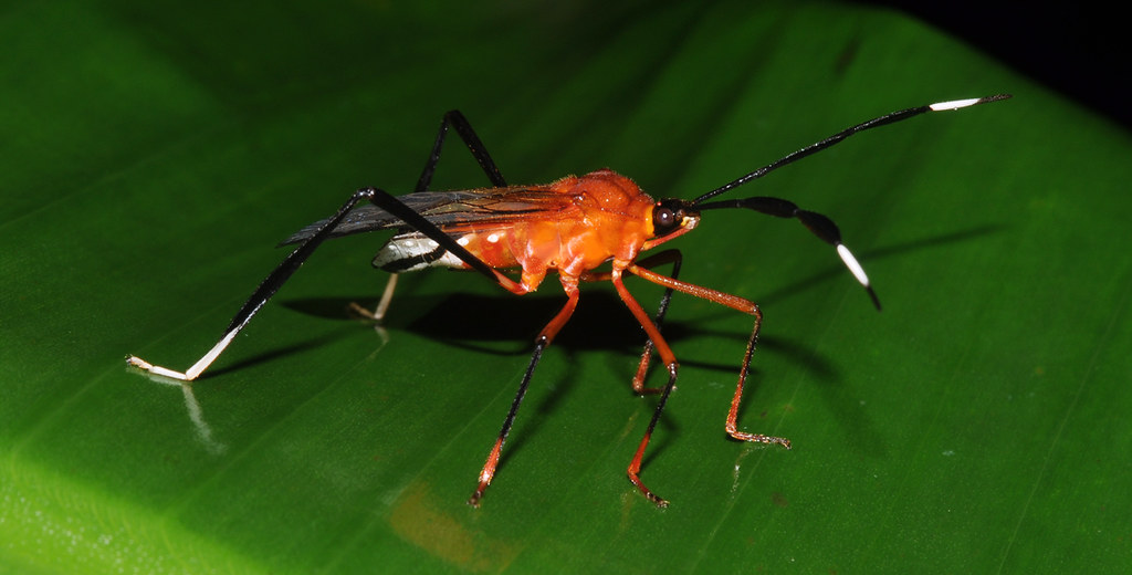 Wasp-mimicking plant bug (Holhymenia sp, Coreidae)