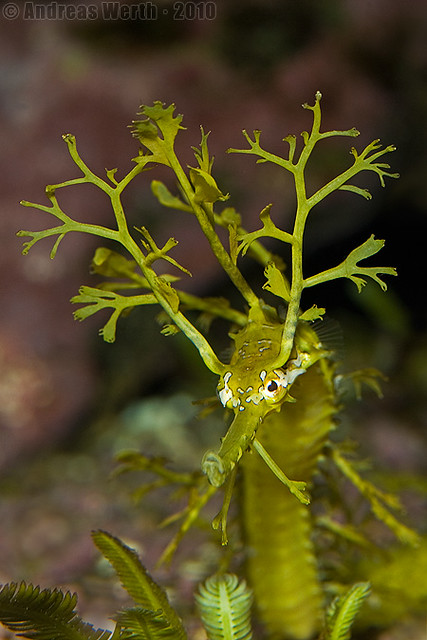 Ribboned Seadragon (Haliichthys taeniophorus)
