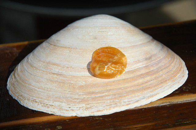 Clam Shell and a Golden Jingle Shell