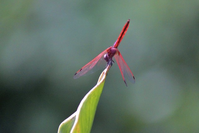 Red dargonfly