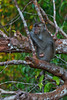 Long-tailed macaque (Macaca fascicularis) Krabbmakak - Tanjung Puting National Park