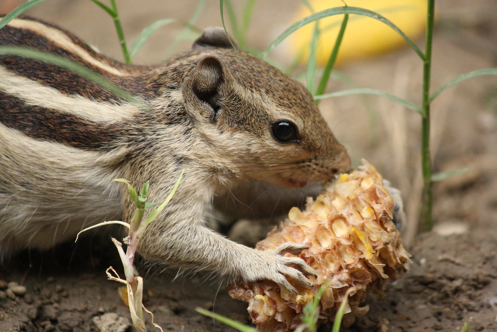 just for food | a squirrel eating corn | Mohit K. Panchal | Flickr