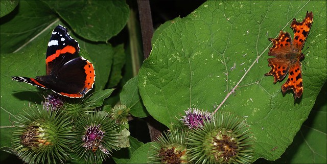 Red Admiral and Comma Butterfly