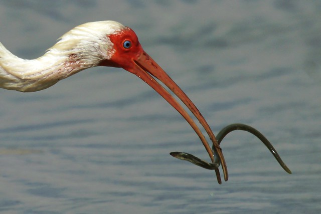 White Ibis with Eel