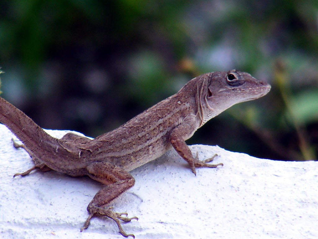 Anole lizard | asterisktom | Flickr