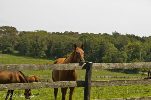 Horses by jddelhi, horses