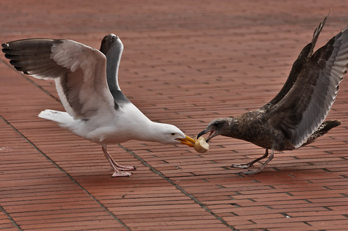 Seagulls fighting | by AER Wilmington DE