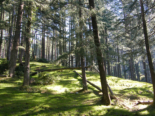 india mountains forest pines himalayas himachalpradesh khajjiar theindiatree