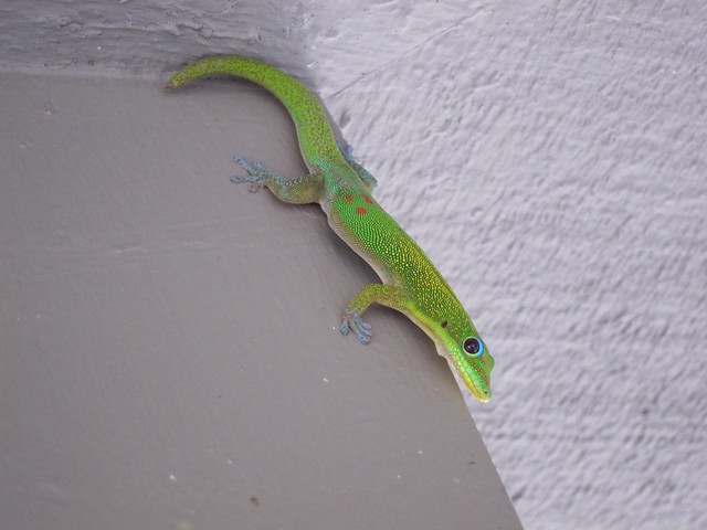 Gecko from Madagascar