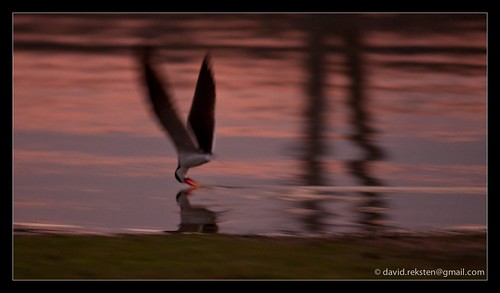 Selous safari by .david, English: the African Skimmer continues to hunt for food even during sunset.
Norsk: den afrikanske s