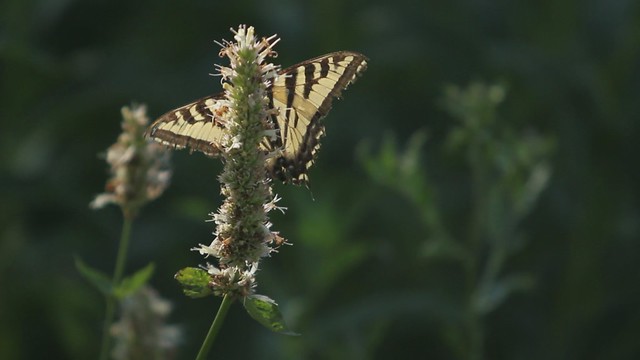 Butterfly Garden video