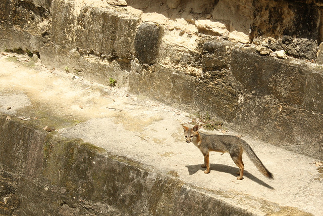 Raposa nas ruínas de Tikal, Guatemala