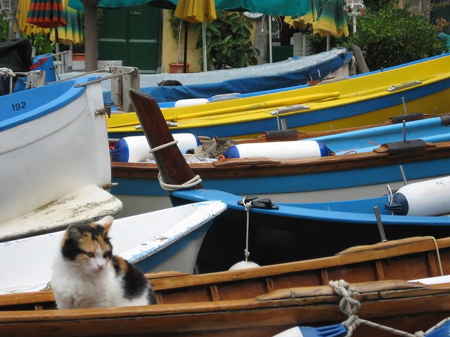 Cats in boats in Vernazza