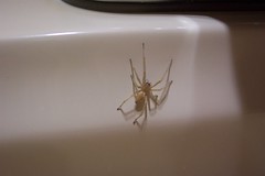 long-legged biege spider on side of white bathtub
