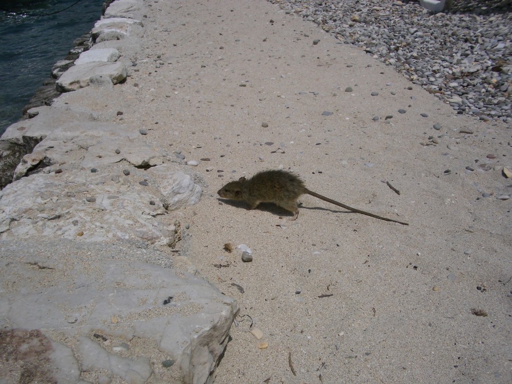 Nautical Rats SHIP RAT..! | I spotted this little fellow crossing my path … | Flickr