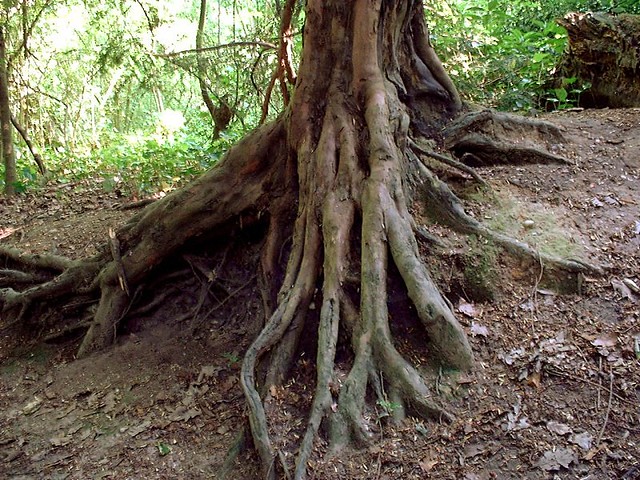 Search: roots | Flickr