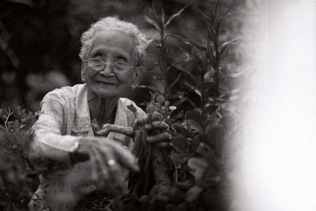Grandma pruning bonsai