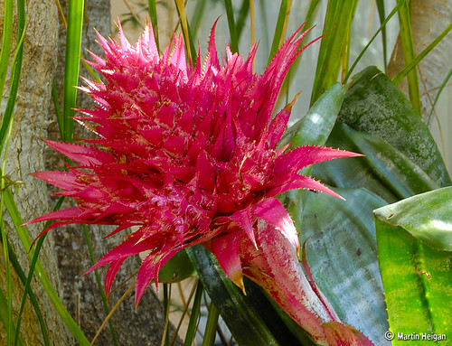 Aechmea fasciata Bromeliad flower | Aechmea fasciata (Bromel… | Flickr
