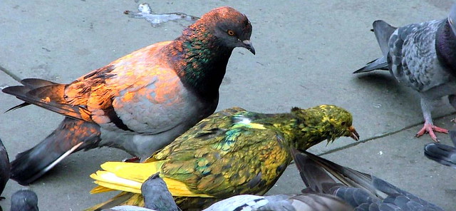 Multi Coloured Pigeons - NY, NY - Nov 2004