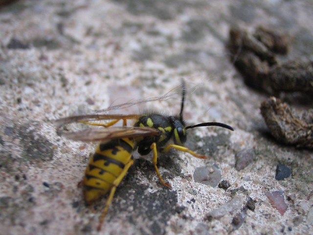 Dieing Wasp