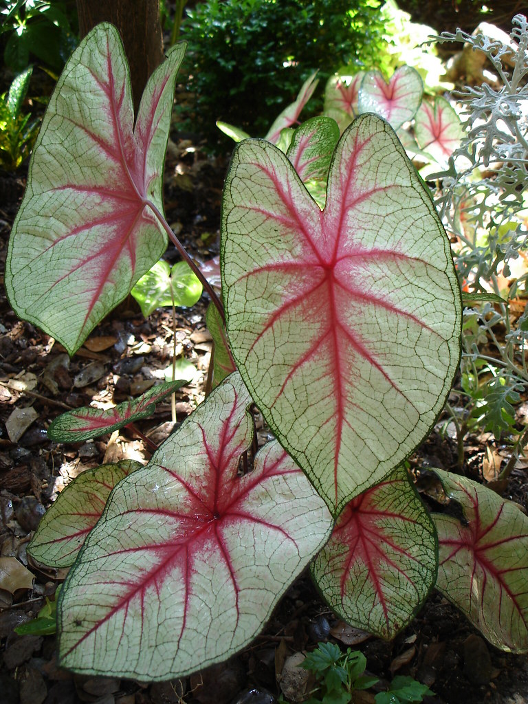blood leaf Caladium | Caladium grow happily in our shady, ti… | Flickr