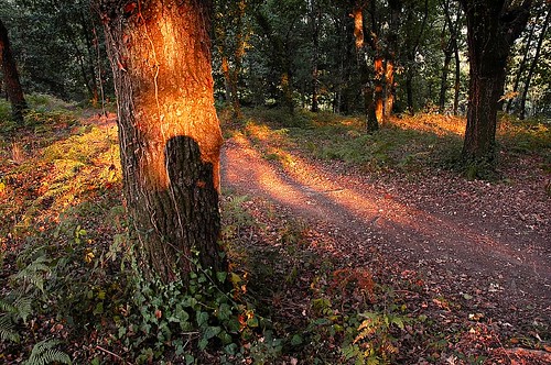 trees light sunset shadow me portugal woods europe vizela