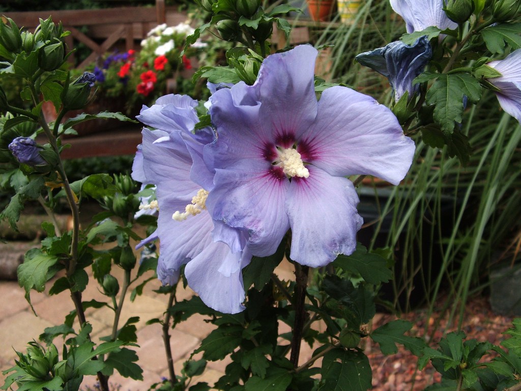 blue purple hibiscus flowers | Miek Schenk | Flickr