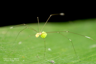 Daddy long legs spider (Litoporus sp.) - DSC_1158