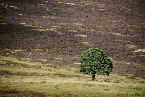 uk tree green landscape scotland solitude heather violet erica oru lonetree cairngorms 2015