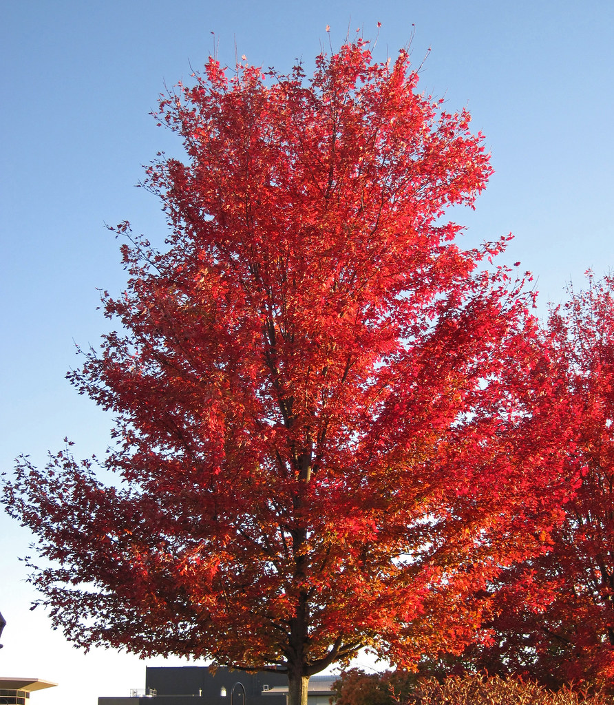 Silver Maple and a Red Maple