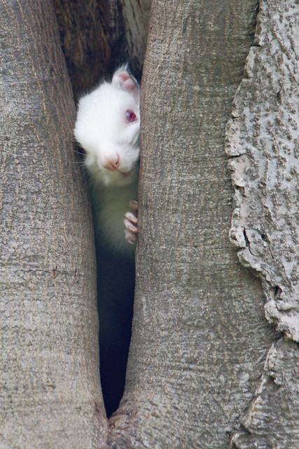 Inquisitive Albino Squirrel - Edinburgh, Scotland