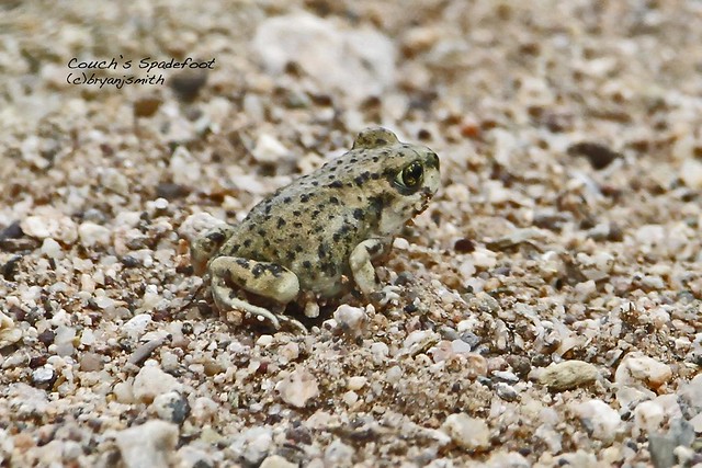 Couch'sSpadefoot 0060