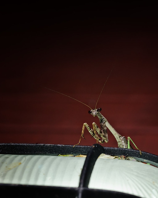 Mantis on my porch light - About 1 1/2
