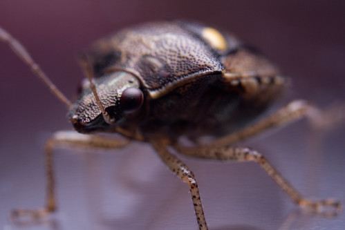 Stinkbug | by Bang Yi